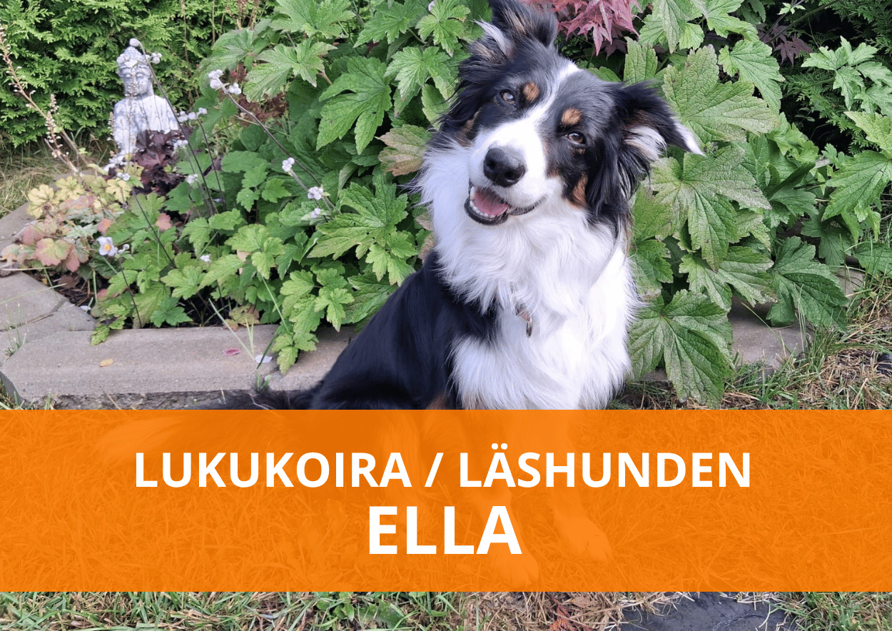 Lukukoira Ella